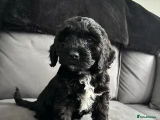 Cockapoo dogs F1 toy cockapoo’s - Advert 6