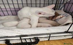 Ragdoll cats for sale: Loving half Ragdolls - Image 25