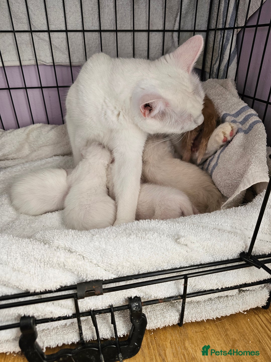 Ragdoll cats for sale: Loving half Ragdolls - Image 25