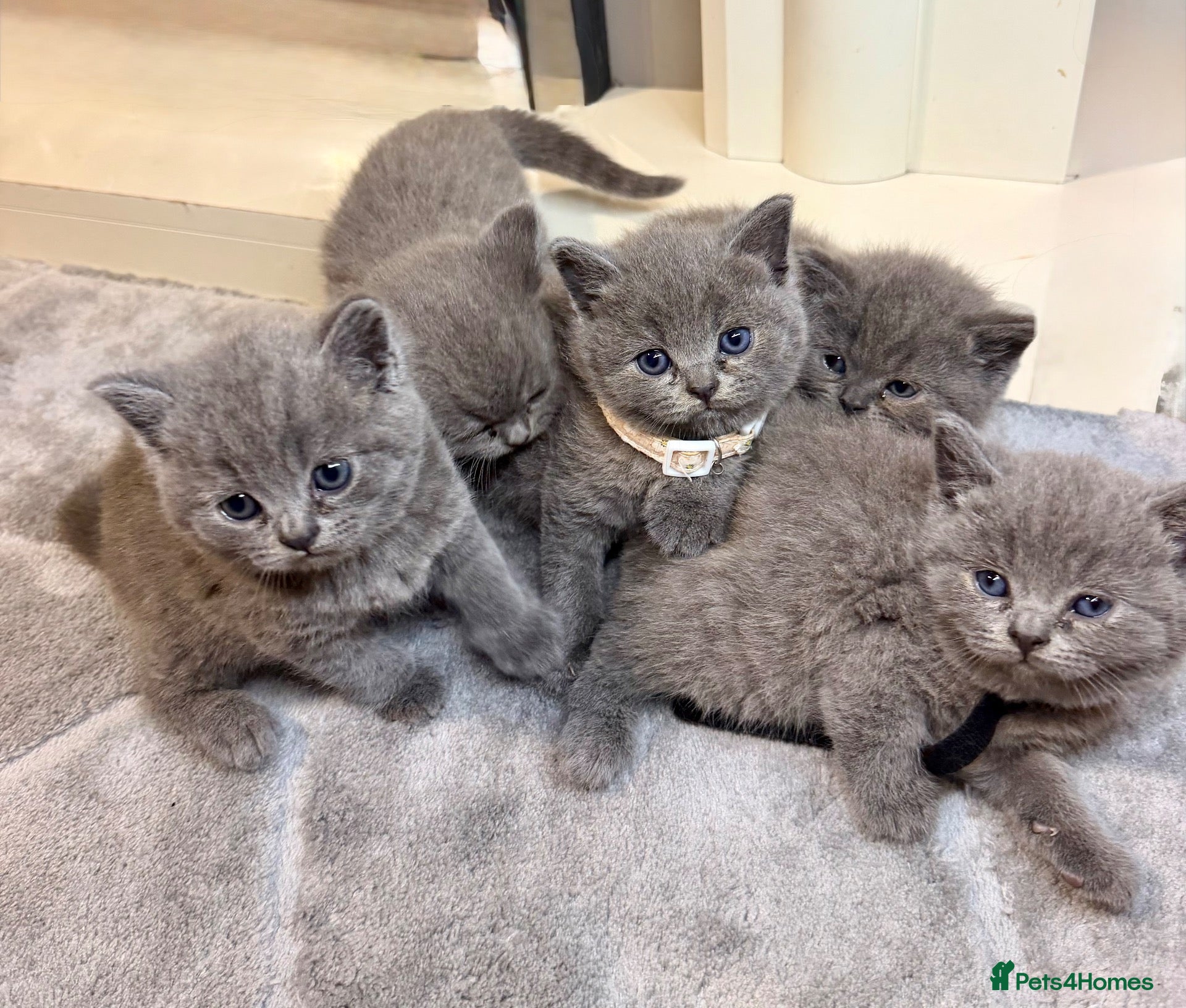 British Shorthair cats British shorthair kittens  - Advert 15
