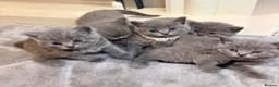 British Shorthair cats for sale: British shorthair kittens  - Advert 1