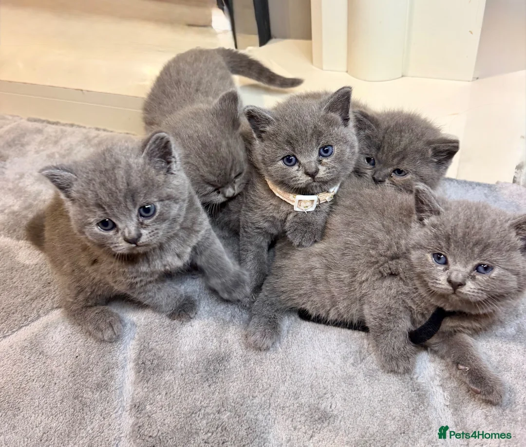 British Shorthair cats for sale: British shorthair kittens  - Advert 1