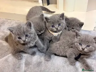 British Shorthair cats British shorthair kittens - Advert 15