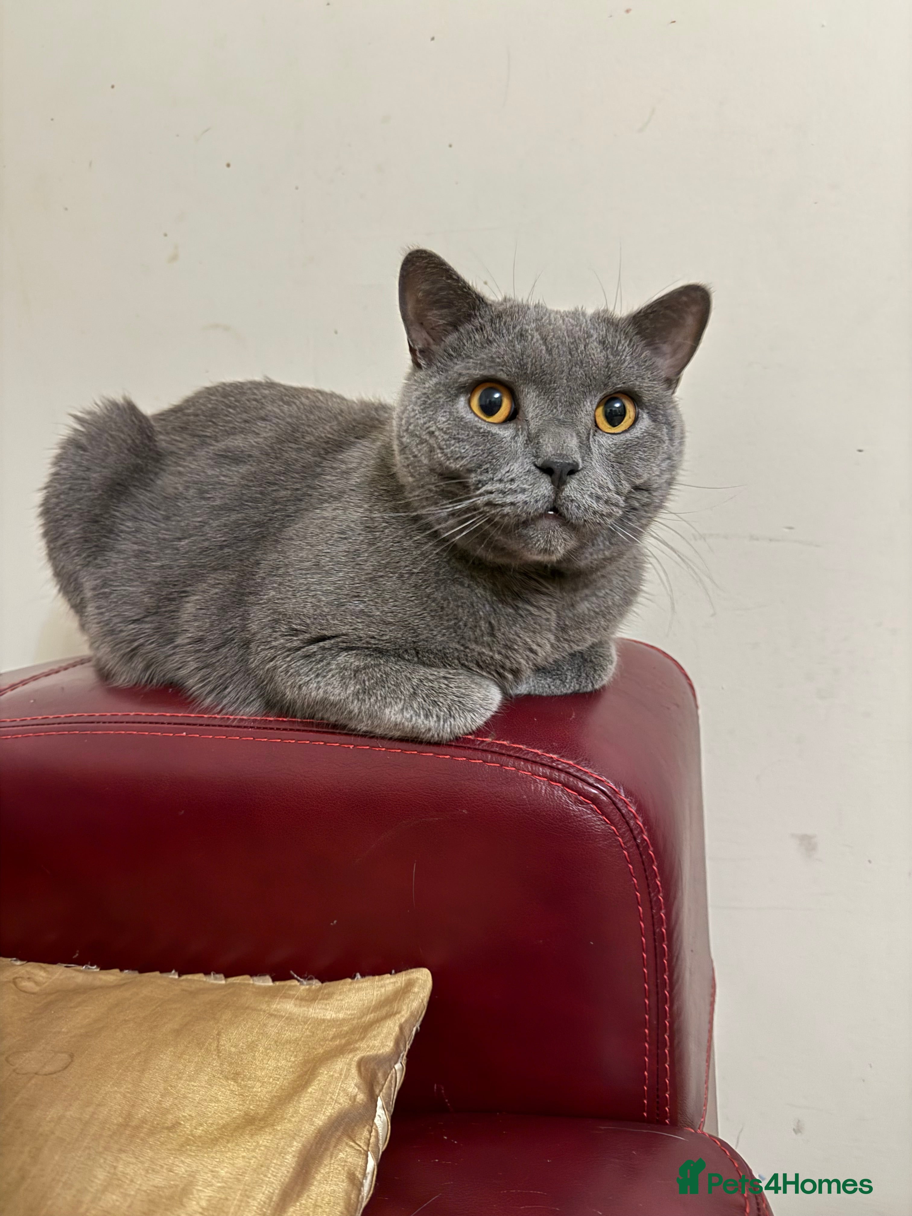 British Shorthair cats British Short Hair Blue Male - Advert 2