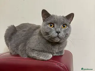 British Shorthair cats British Short Hair Blue Male - Advert 17