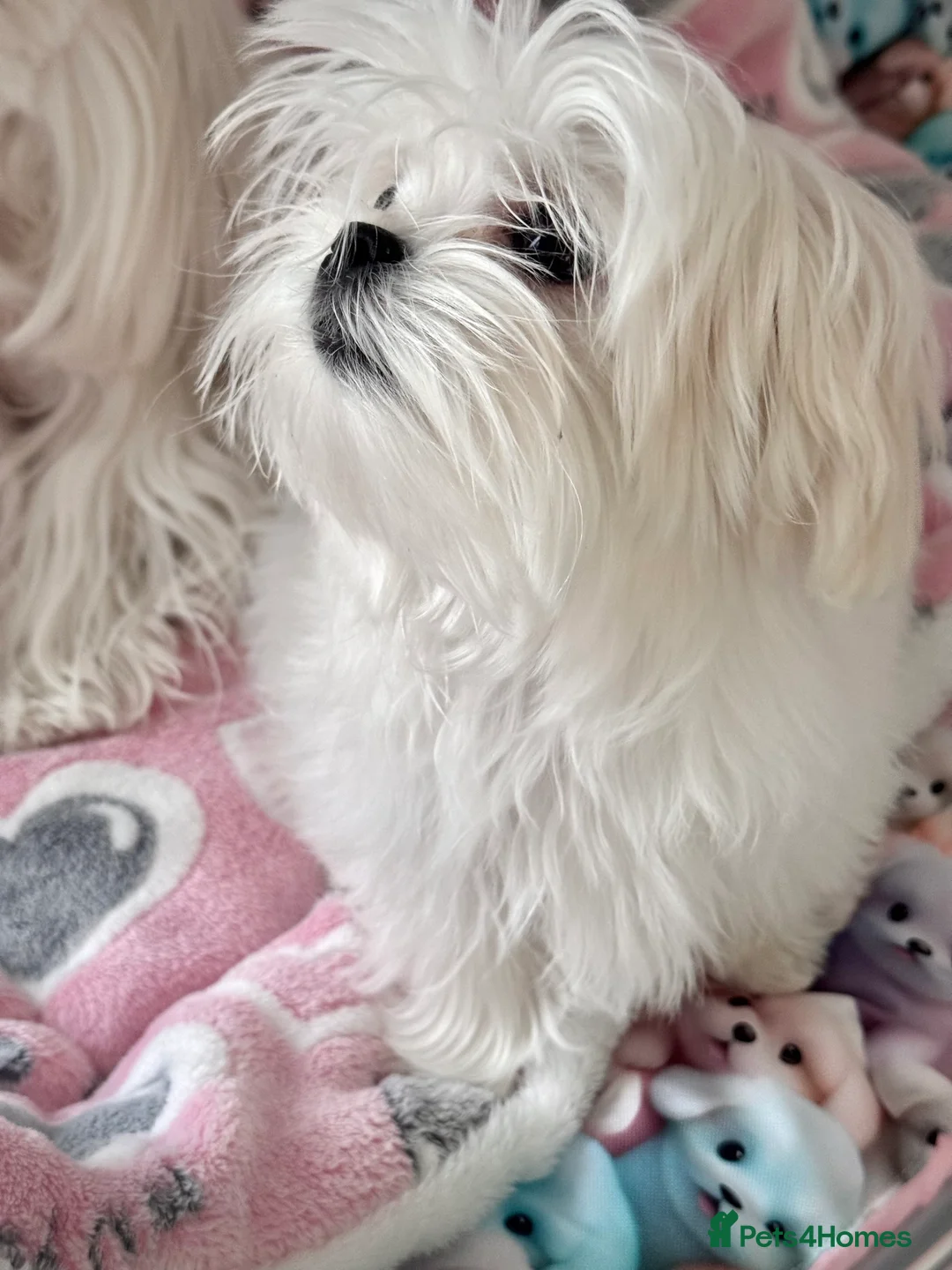 Maltese dogs for sale: 💎Last Boy Full Korean Maltese  Available💎 - Advert 3