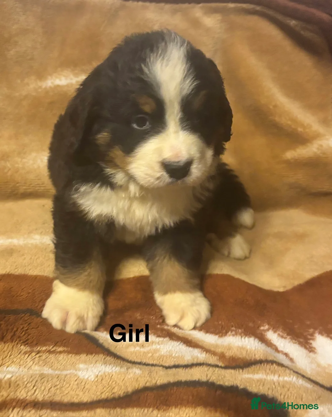 Bernese Mountain Dog dogs for sale: Bernese Mountain Dog Puppies–1Girl&2Boys Available - Advert 11