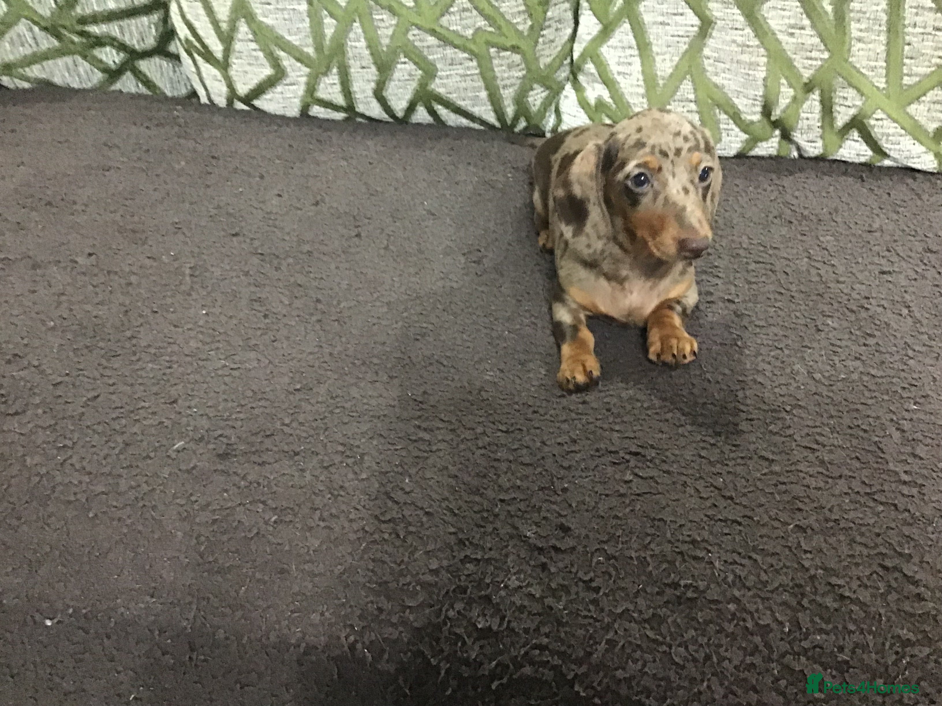 Miniature Dachshund dogs Mini Daxies true to type - Advert 3