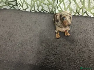 Miniature Dachshund dogs Mini Daxies true to type - Advert 3