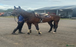 English Thoroughbred horses for sale: Fifty shades of Bay - What a horse  - Image 6