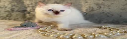 Ragdoll cats for sale: Stunning 🌟 Ragdoll Kittens 🌟  - Advert 17