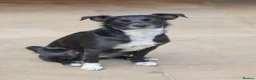 Mixed Breed dogs for adoption: Very friendly Remy - Advert 3