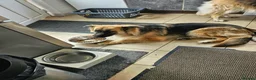German Shepherd dogs for sale: 10 month old German shepherd  - Advert 5