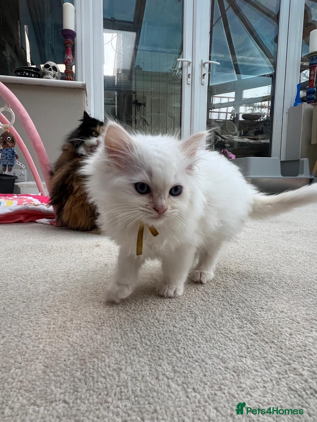 Ragdoll cats for sale: 100% Pure ragdoll kittens - Advert 2