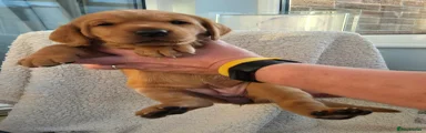 Labrador Retriever 4