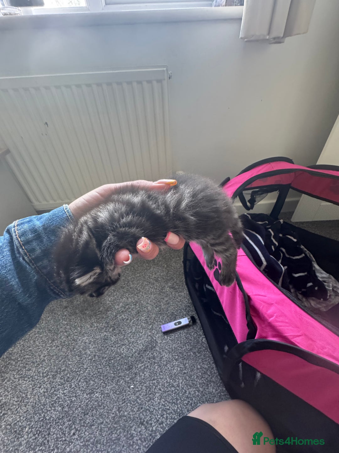 Mixed Breed cats for sale: 3 kittens for sale - Image 5