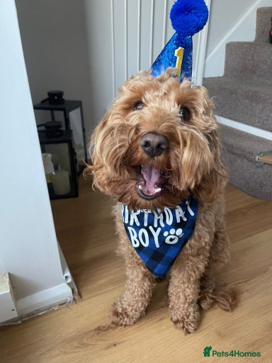 Gallery Image {{count}}