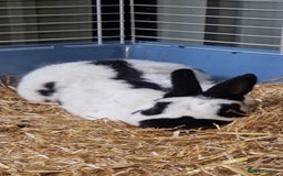 English Spot rabbits for sale: Male English spot  - Image 5