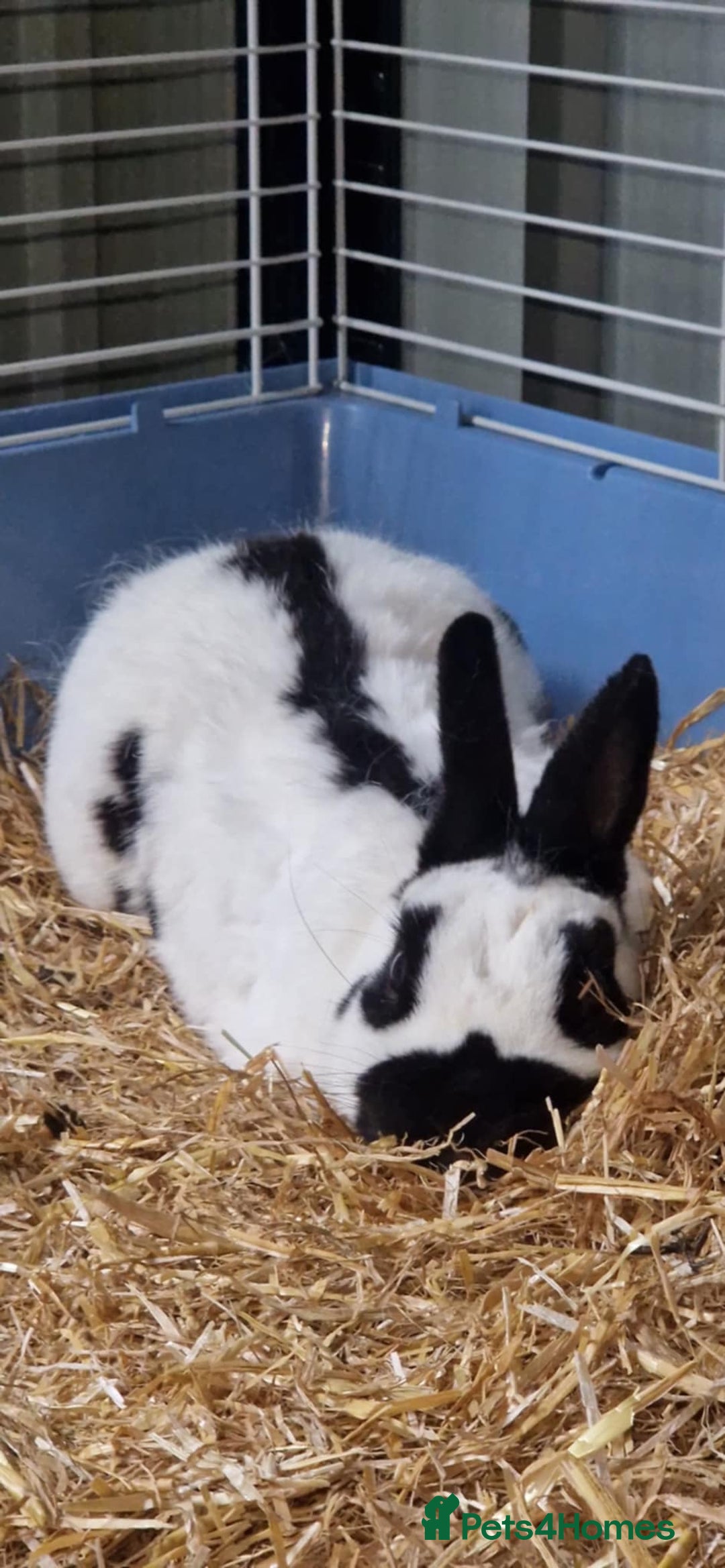 English Spot rabbits for sale: Male English spot  - Image 5