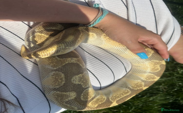 Python Snake reptiles - Advert 1