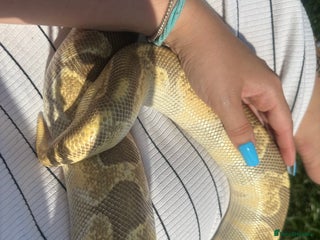 Python Snake reptiles - Advert 8