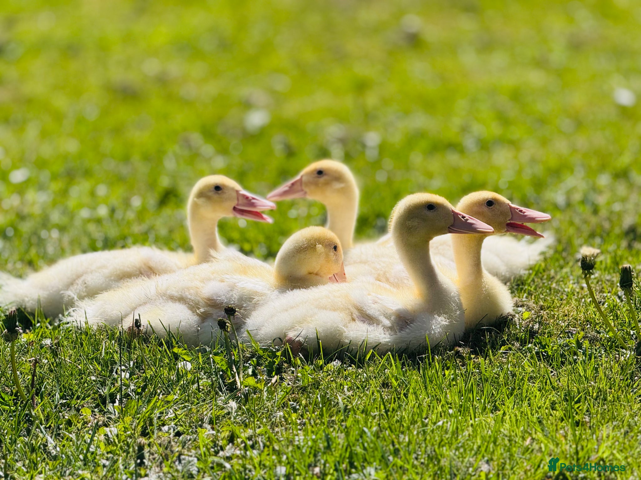 Ducks poultry 5 Ducklings finding a new home  - Advert 1