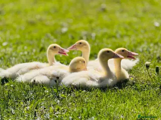 Ducks poultry 5 Ducklings finding a new home - Advert 1