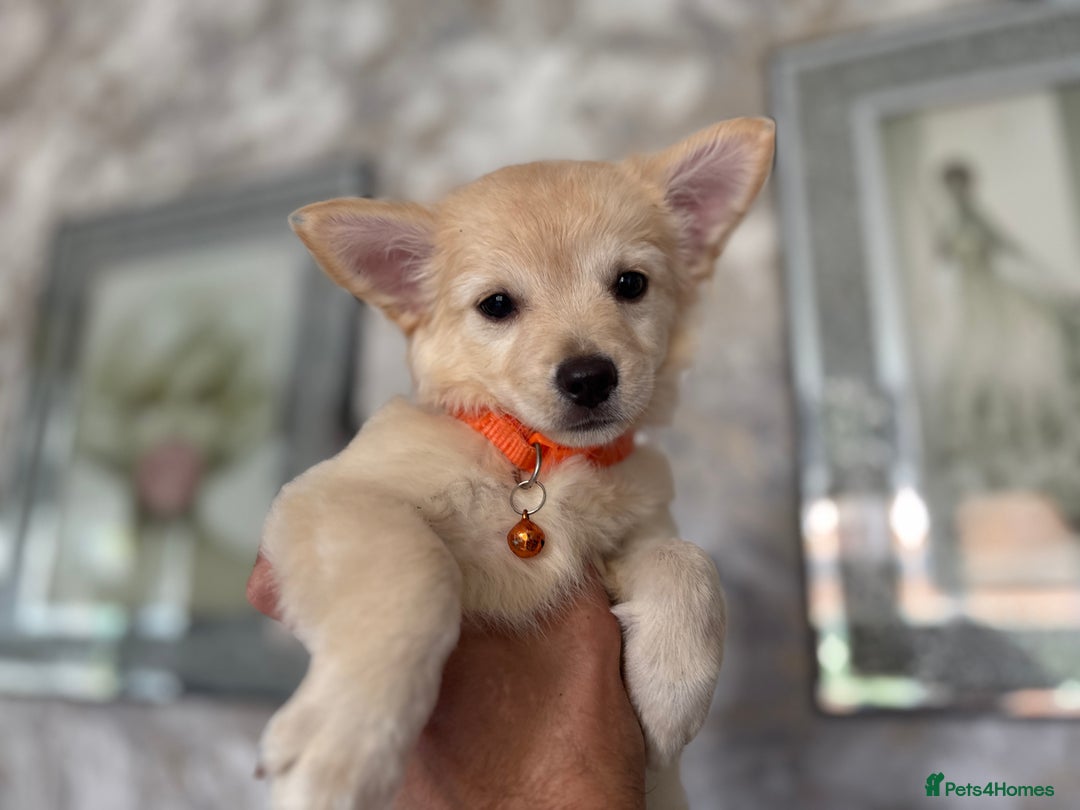 Chihuahua dogs for sale: Chihuahua x Italian volpino (5 puppies left ) 🏆 - Image 13