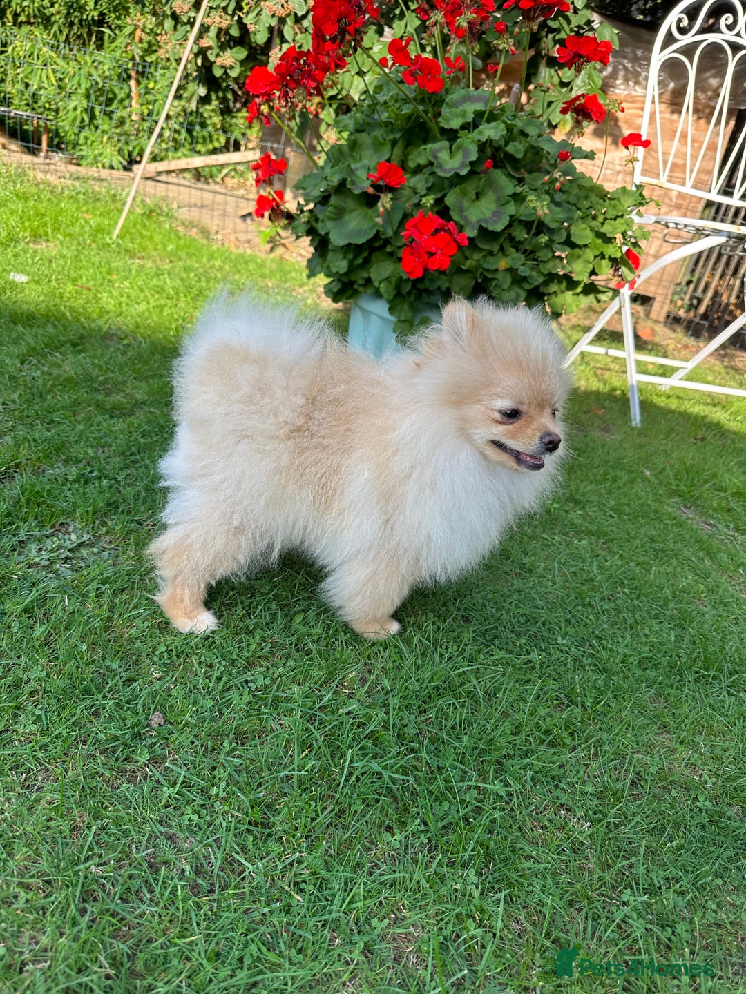 Pomeranian dogs for sale: Lovely Pomeranian puppies  - Image 8
