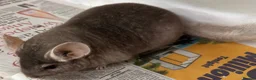 Chinchilla rodents for sale: Barbie, gorgeous beige girl - Advert 6