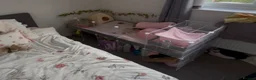 Guinea Pig rodents for sale: Baby guinea pig  - Advert 2