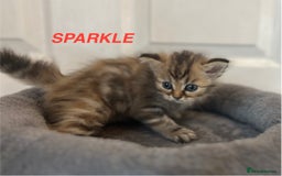 Persian cats for sale: **LAST ONE** Stunning pure Persian Kittens PKD Neg - Image 28