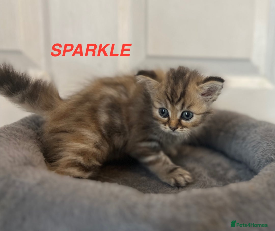 Persian cats for sale: **LAST ONE** Stunning pure Persian Kittens PKD Neg - Image 28