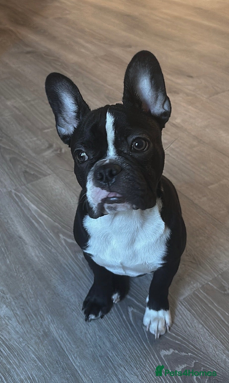 French Bulldog dogs Derek  - Advert 5