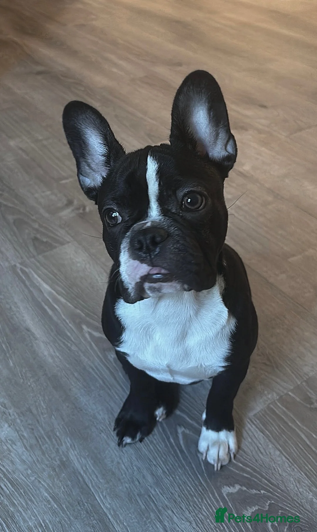 French Bulldog dogs for sale: Derek  - Advert 1