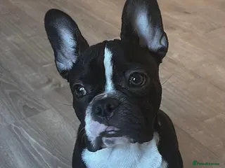 French Bulldog dogs Derek - Advert 3