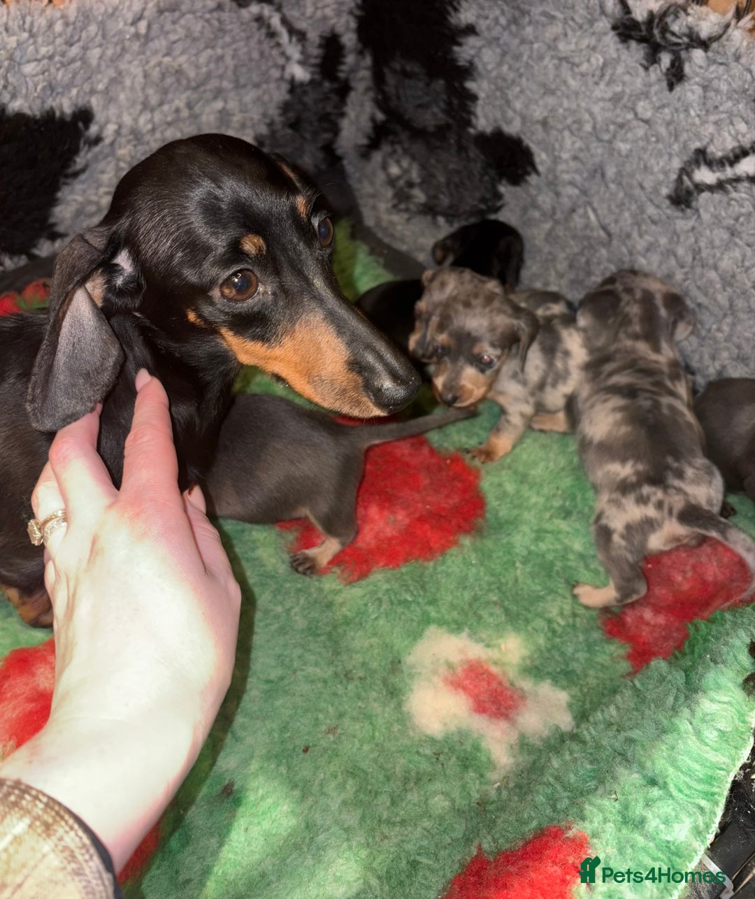 Miniature Dachshund dogs for sale: KC registered Miniature Dachshund Puppies - Advert 2
