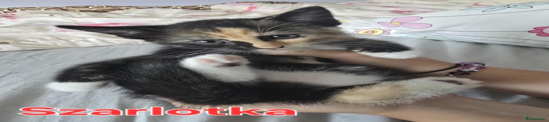 Domestic Shorthair Kitten 6