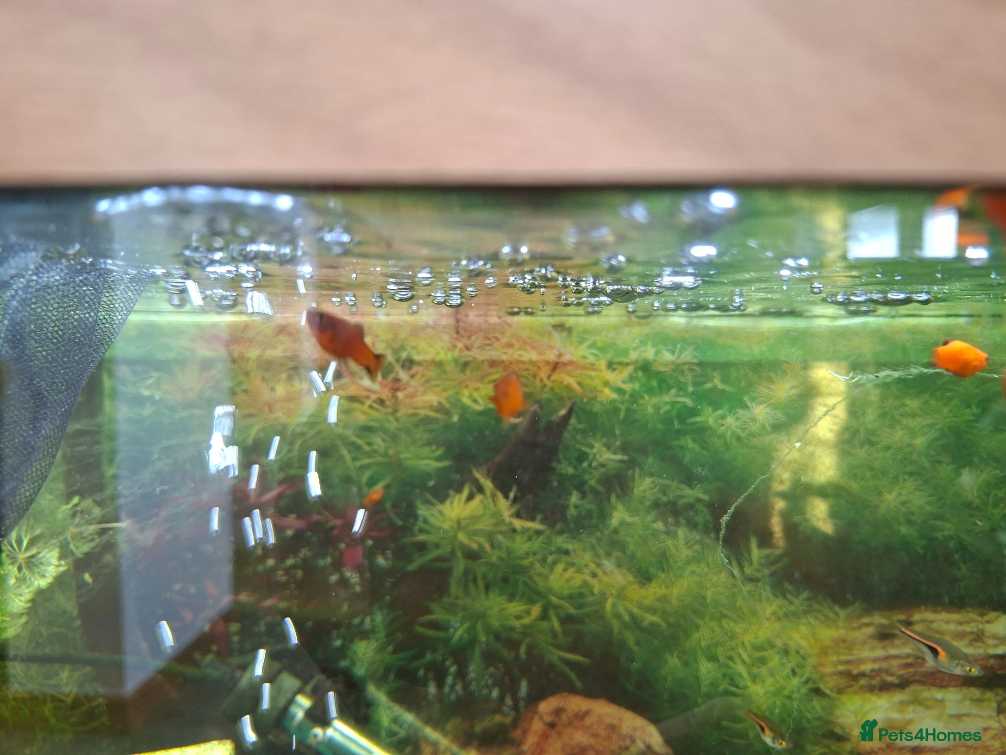 Platies fish Platy fry - Advert 19