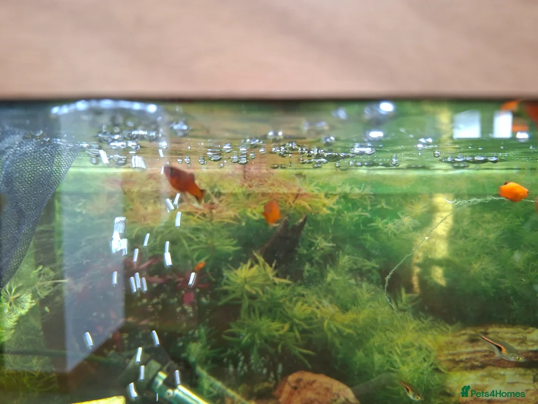 Platies fish for sale: Platy fry - Advert 1