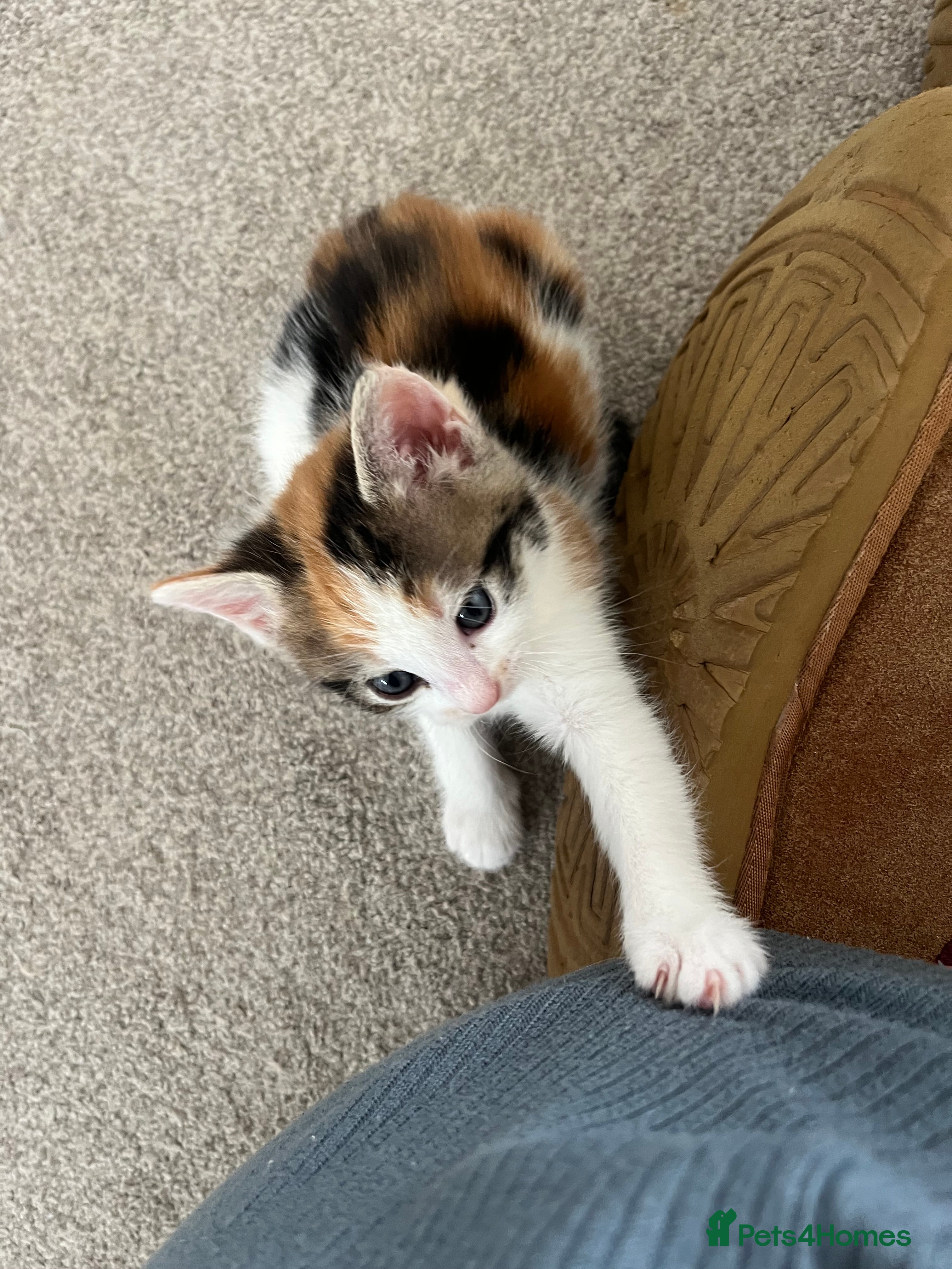 Mixed Breed cats for sale: 6 friendly and playful kittens - Advert 25