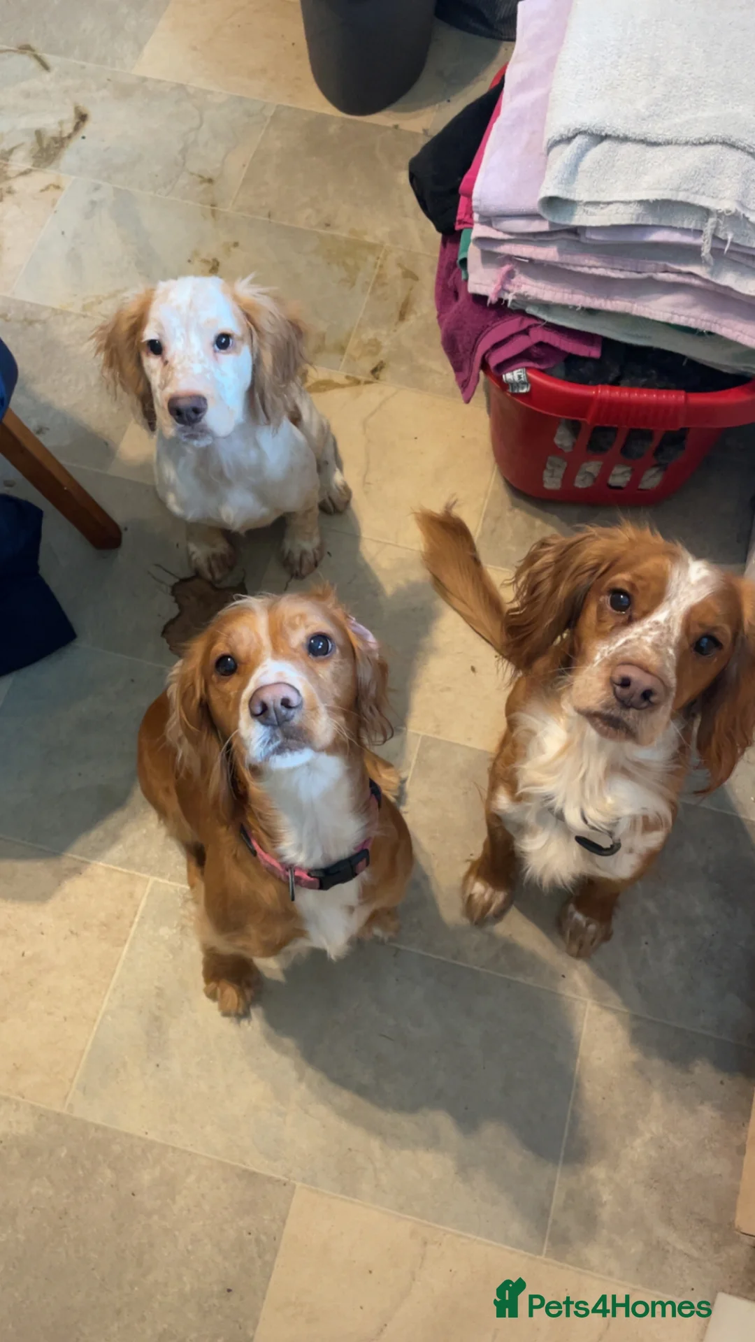 Cocker Spaniel dogs for sale: 6 month old cocker spaniel pup Enzo - Advert 5