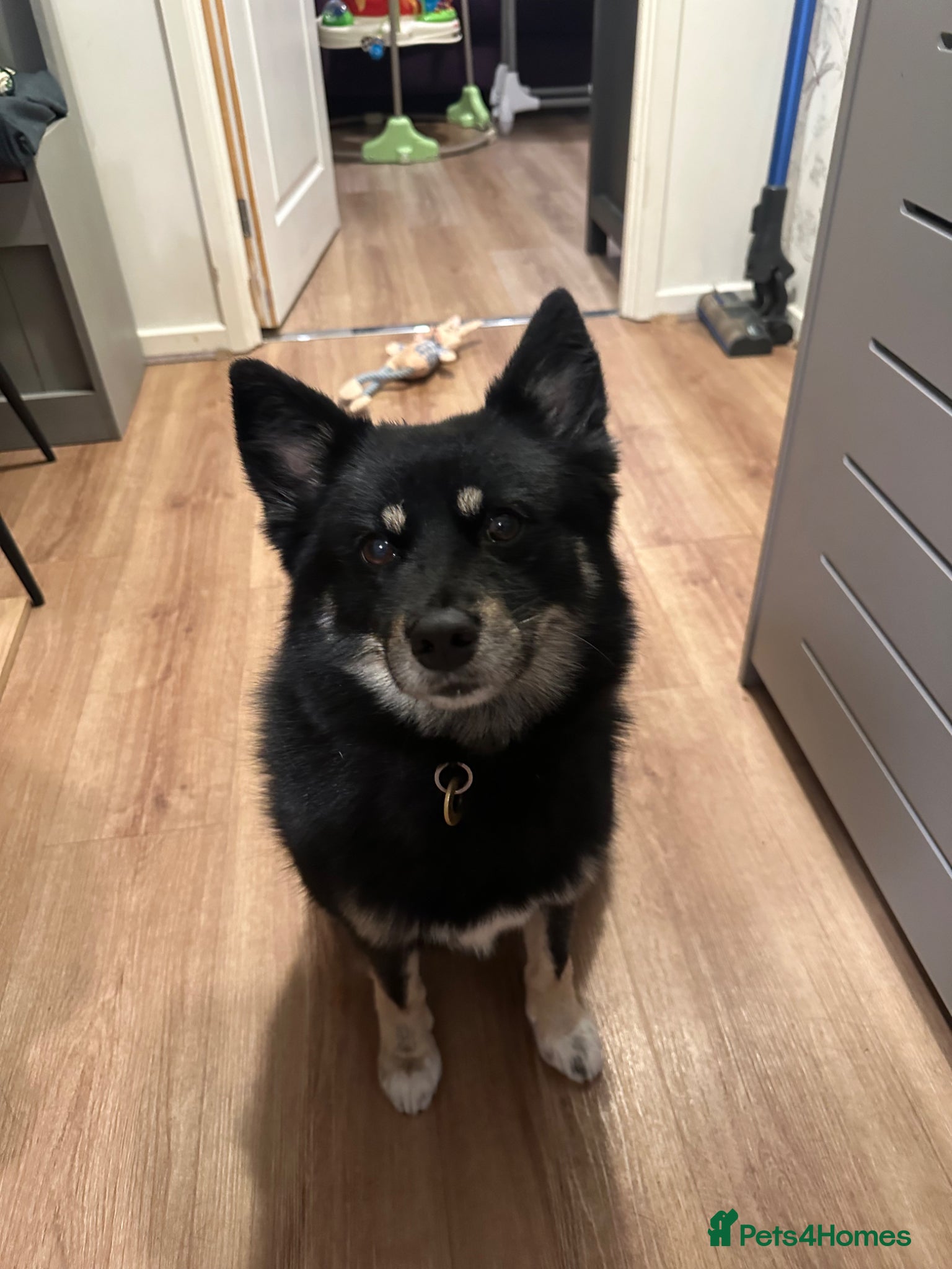 Pomsky dogs Coco the Pomsky deserves the perfect home - Advert 1