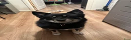 Pomsky dogs for sale: Coco the Pomsky deserves the perfect home in Colchester - Advert 1