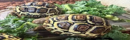 Tortoise reptiles for sale: Leopard Tortoise babies Standard/ rare High Whites - Advert 6