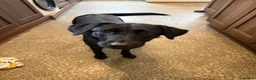 Sheprador dogs for sale: Beautiful female dog - Advert 3