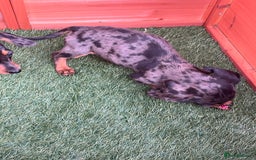 Dachshund dogs for sale: Standard Dachshund Puppies - Image 5