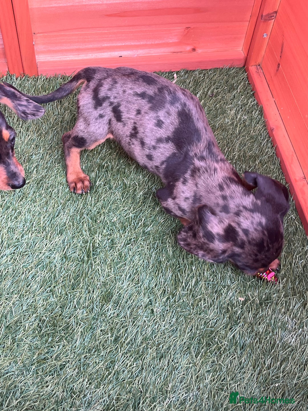 Dachshund dogs for sale: Standard Dachshund Puppies - Image 5