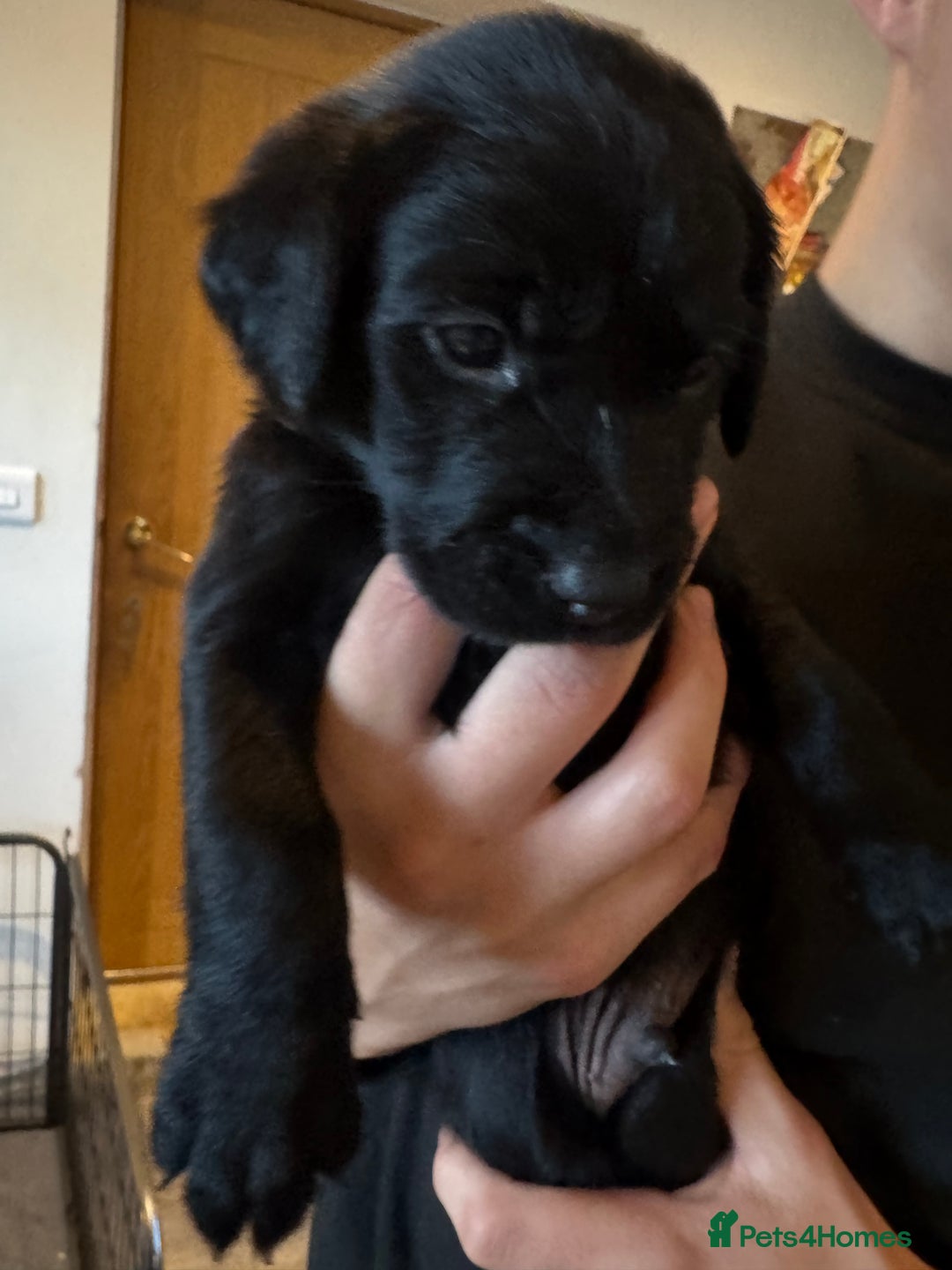 Springador dogs for sale: 4 Male Labrador available - Advert 11