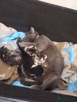 Russian Blue cats Russian blue =Main coon cross kittens - Advert 8